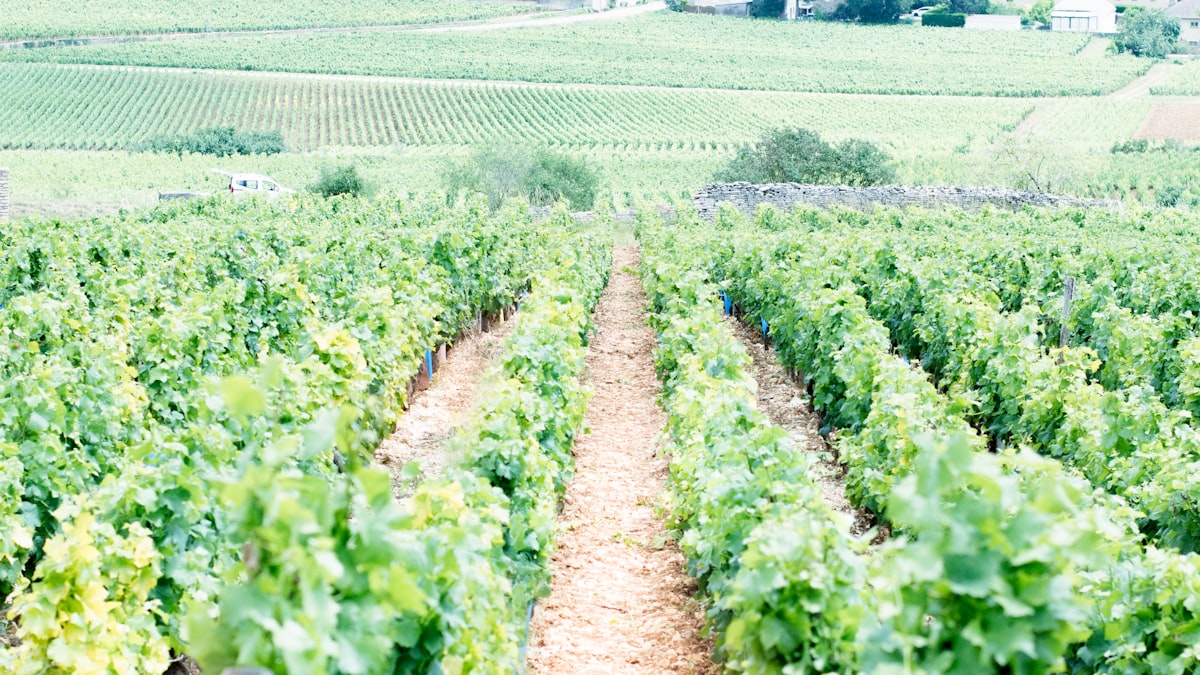 Rangs de vigne en Côte de Beaune — Bourgogne Blanc Meursault et Puligny-Montrachet