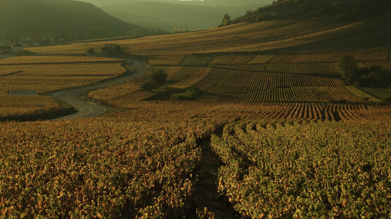 Vignoble Bourgogne Blanc au coucher de soleil — Chablis, Meursault, Puligny-Montrachet