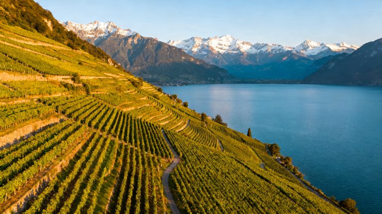 Terrasses viticoles de Lavaux sur le Lac Léman, patrimoine UNESCO, vignoble Chasselas