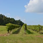 Cognac : les vignes de Grande Champagne ont perdu 54 % de leur valeur en un an — l’effondrement en chiffres