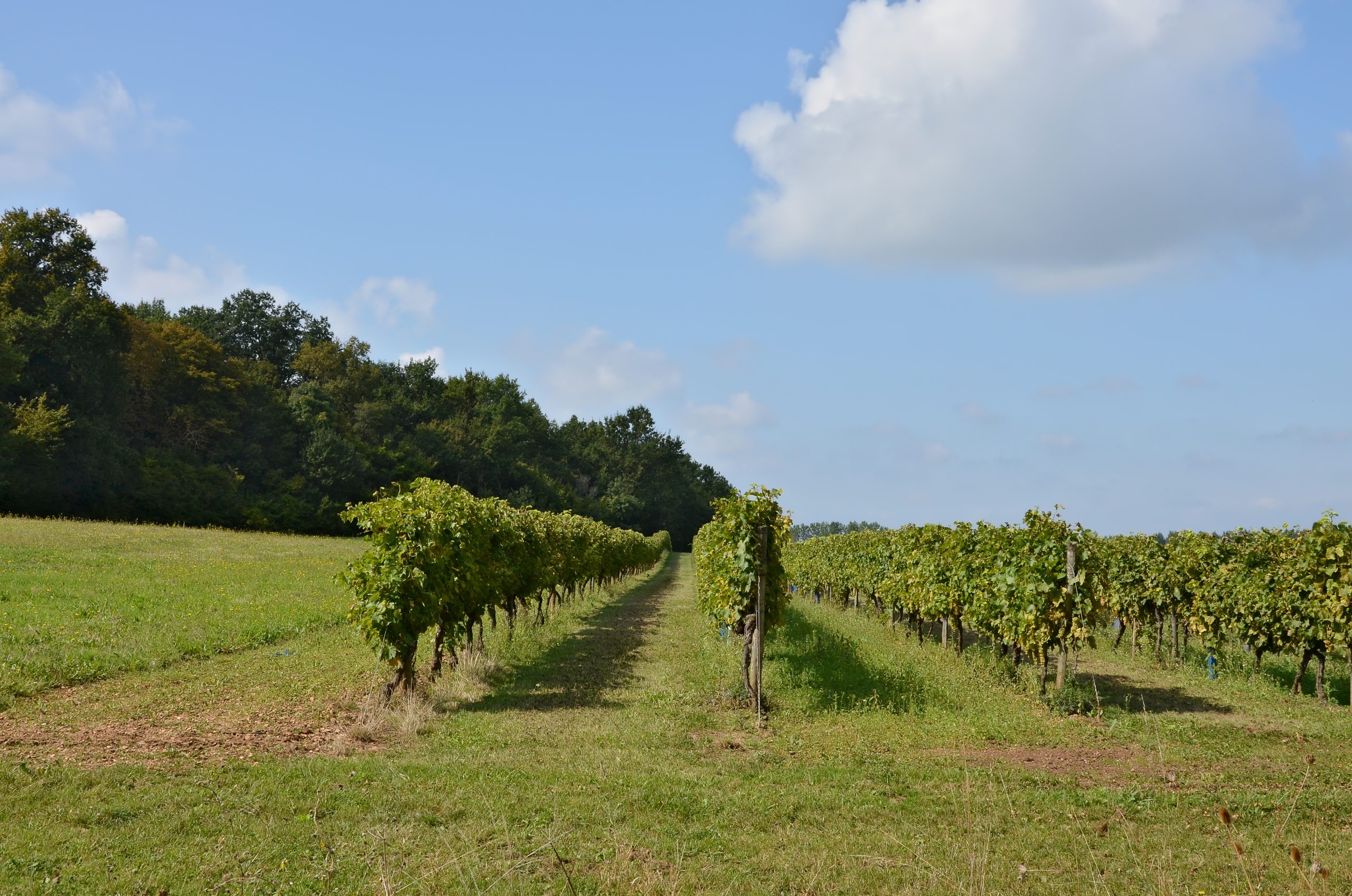 Vignoble du cognac dans les Borderies, Charente, France