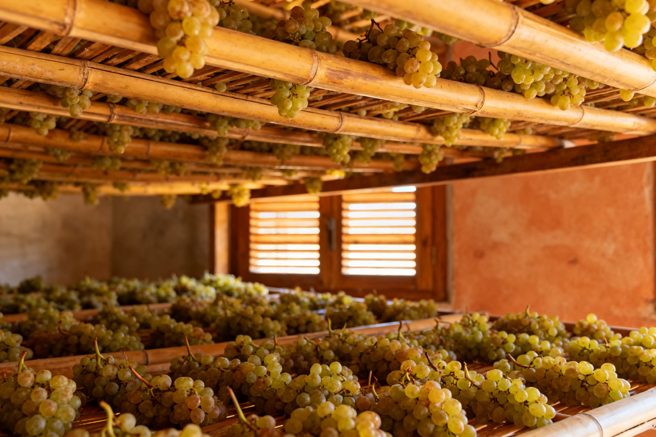 Claies d'appassimento avec grappes de Corvina en train de sécher dans un fruttai traditionnel de Valpolicella