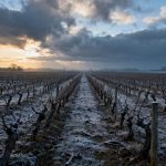 Crise viticole : +32 % de faillites en 2026, Bordeaux cherche ses solutions