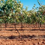 Canicule 2026 : l&rsquo;INAO autorise les vignes AOP à s&rsquo;irriguer — une première pour le Languedoc et le Roussillon