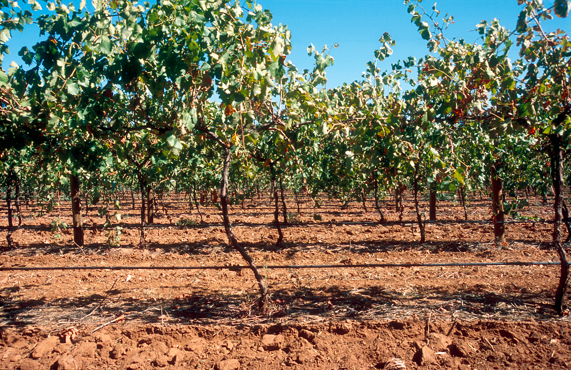 irrigation goutte-a-goutte vignoble AOP 2026