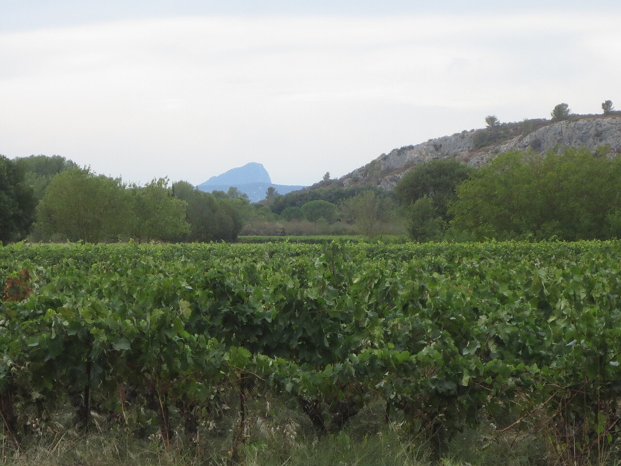 Vignes devant le Pic Saint-Loup dans le Languedoc, appellation Pic Saint Loup