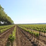 Montpeyroux : après 30 ans de patience, le Languedoc tient son nouveau cru