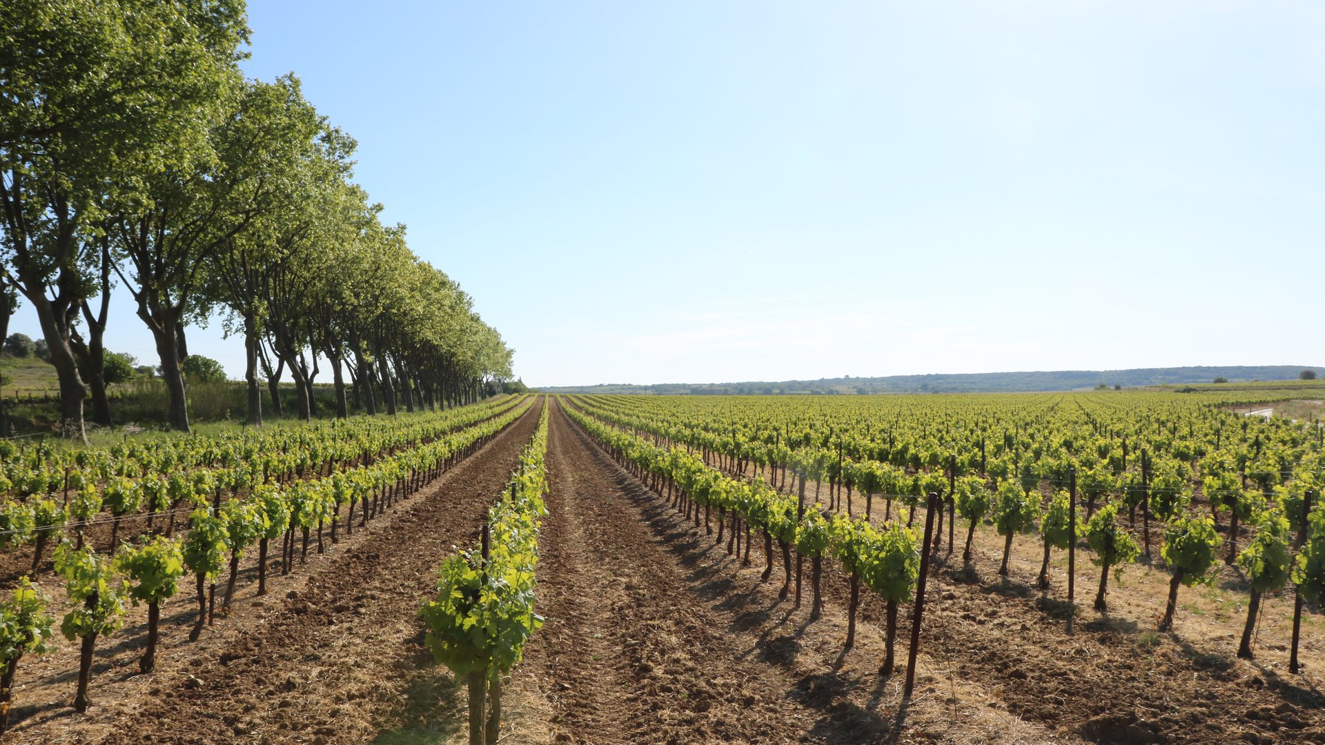 Vignoble de l'AOC Montpeyroux, Languedoc, Hérault — rangées de vignes en été