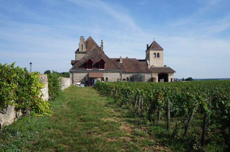 Vendanges 2026 : les vignes françaises sont en avance de trois semaines — ce que ça change pour vous