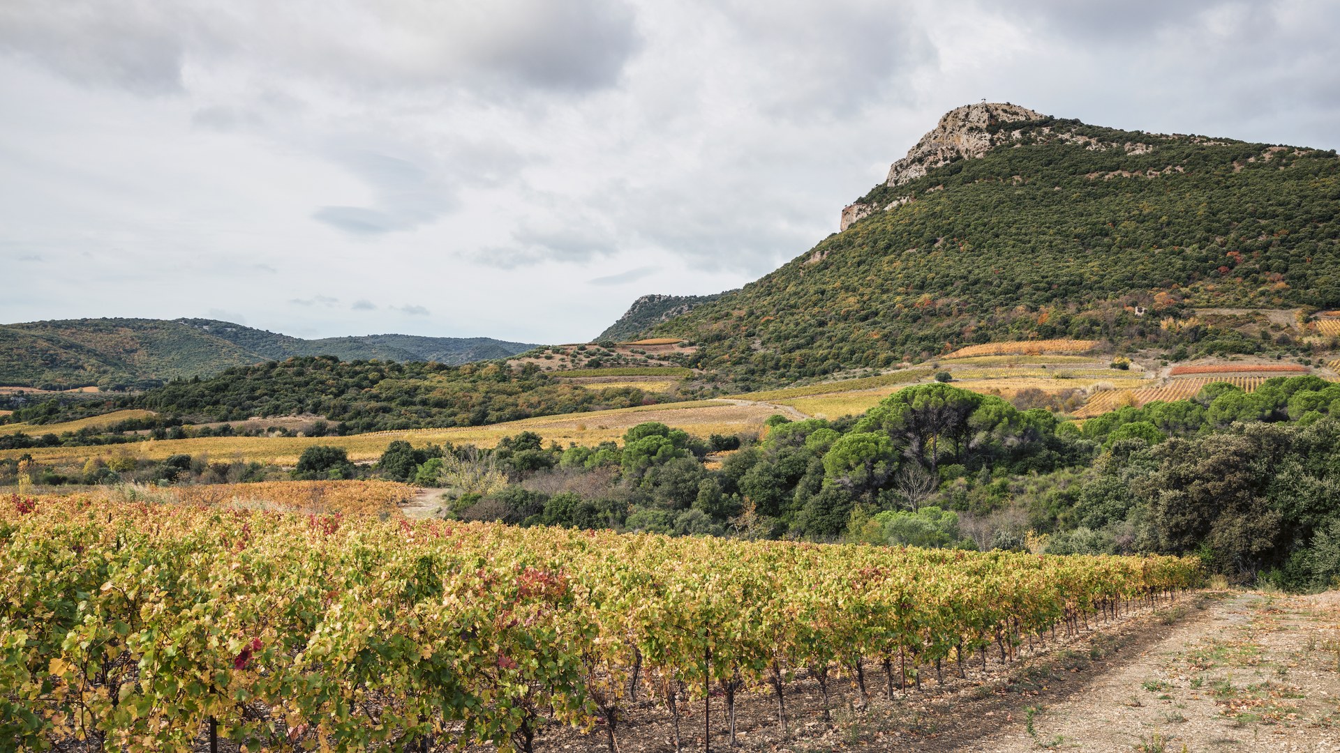Vignes du Languedoc, Hérault - vignoble au pied du Pic de Vissou