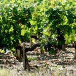 Quand Bordeaux dit non à ses propres règles : les vignerons qui préfèrent le Vin de France