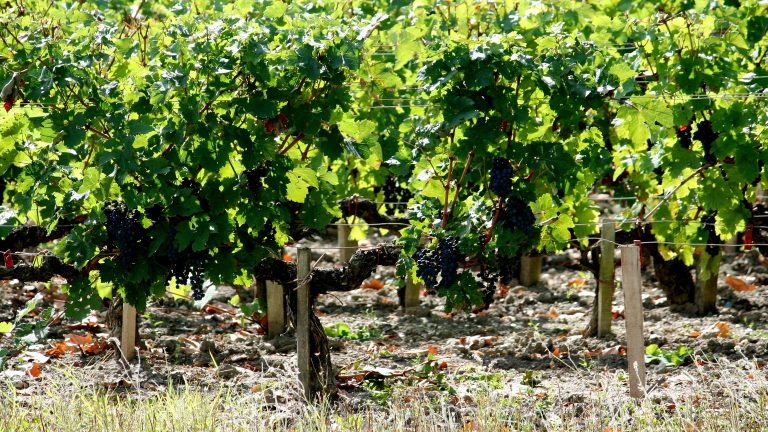 Quand Bordeaux dit non à ses propres règles : les vignerons qui préfèrent le Vin de France