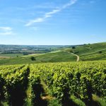 Millésime 2026 : la canicule va-t-elle produire les meilleurs vins de la décennie ?