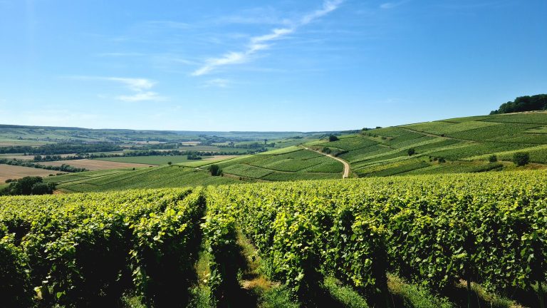 Millésime 2026 : la canicule va-t-elle produire les meilleurs vins de la décennie ?