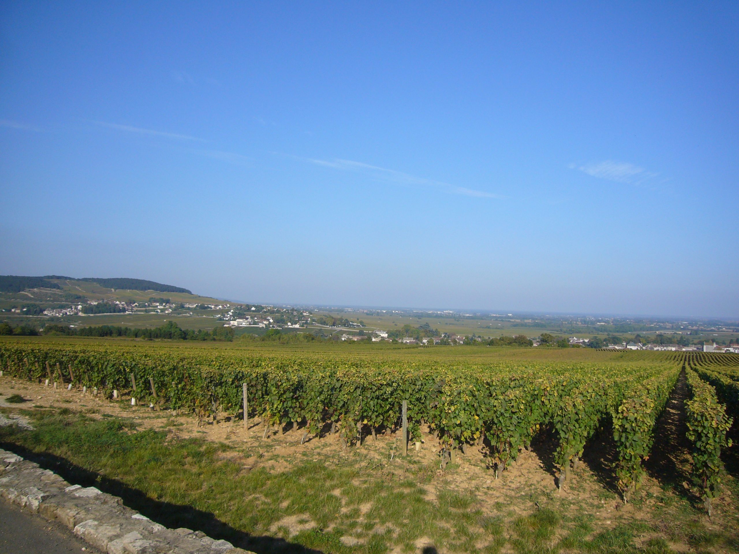 Vignes de Puligny-Montrachet en Côte de Beaune, Bourgogne — région phare dans le palmarès DWWA 2026 Value Golds