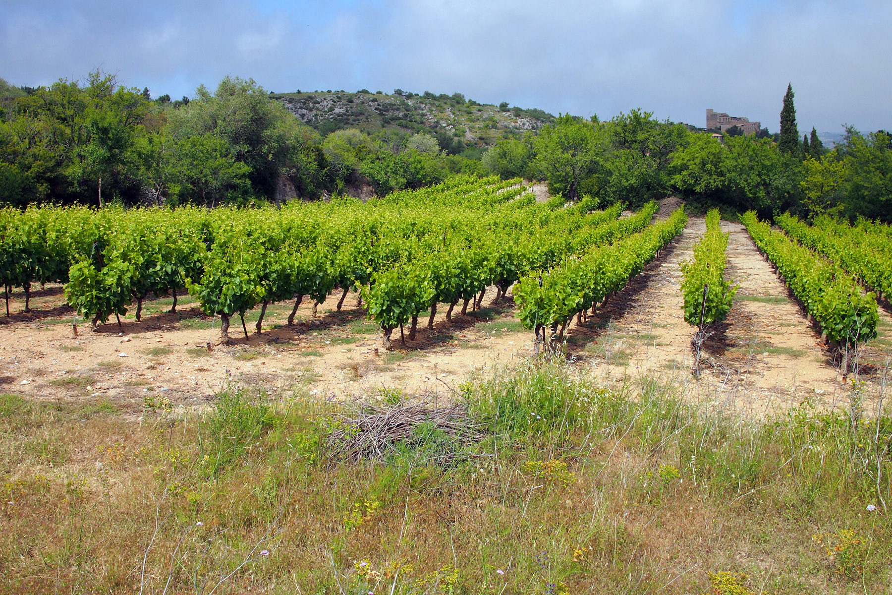 vignoble Languedoc canicule irrigation AOP 2026
