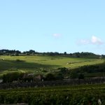 Grêle en Côte de Beaune : jusqu&rsquo;à 80 % de pertes sur les vignes de Pommard et Chassagne (10 juin 2026)