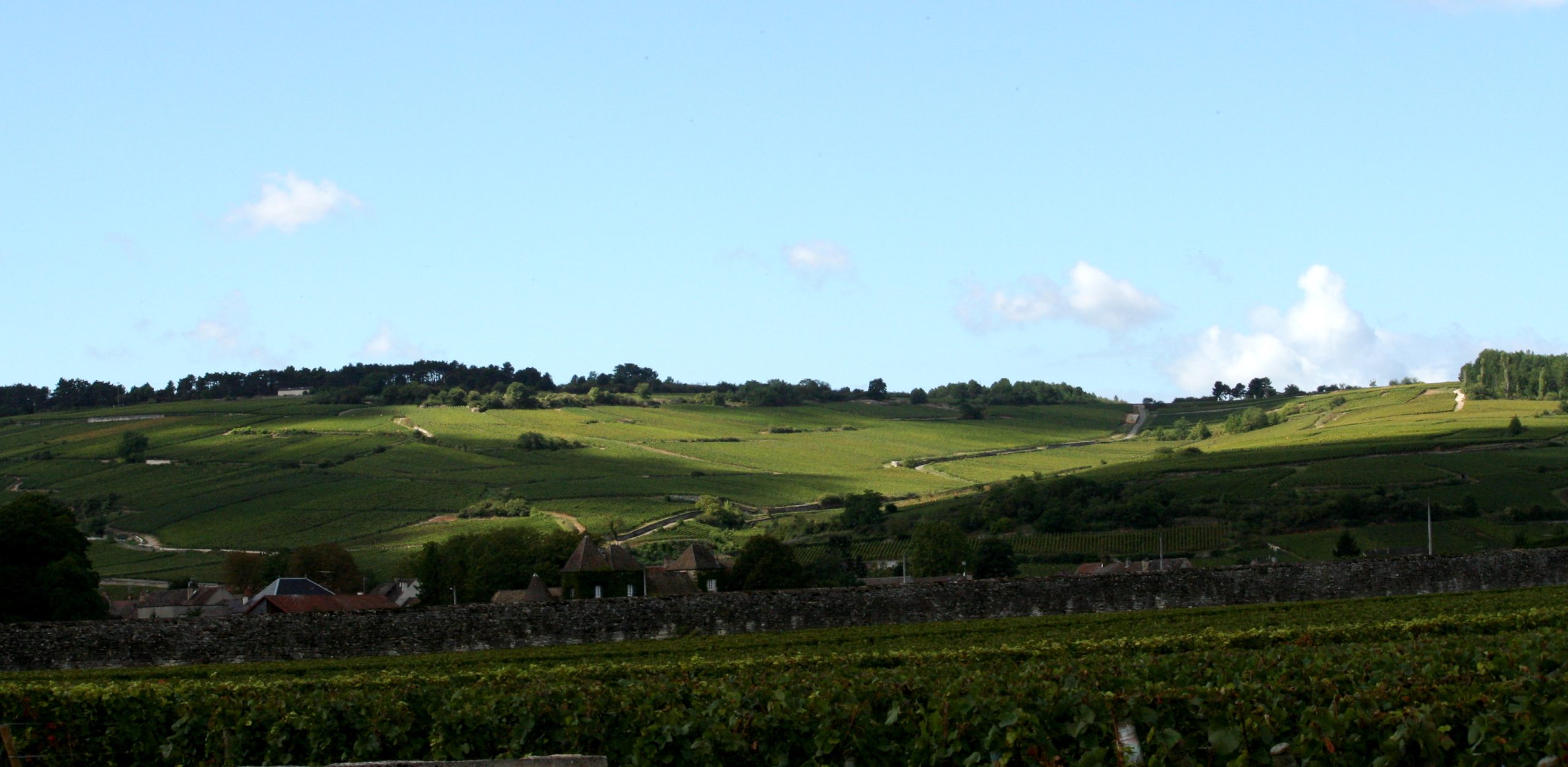 Vignes de la Côte de Beaune en Bourgogne