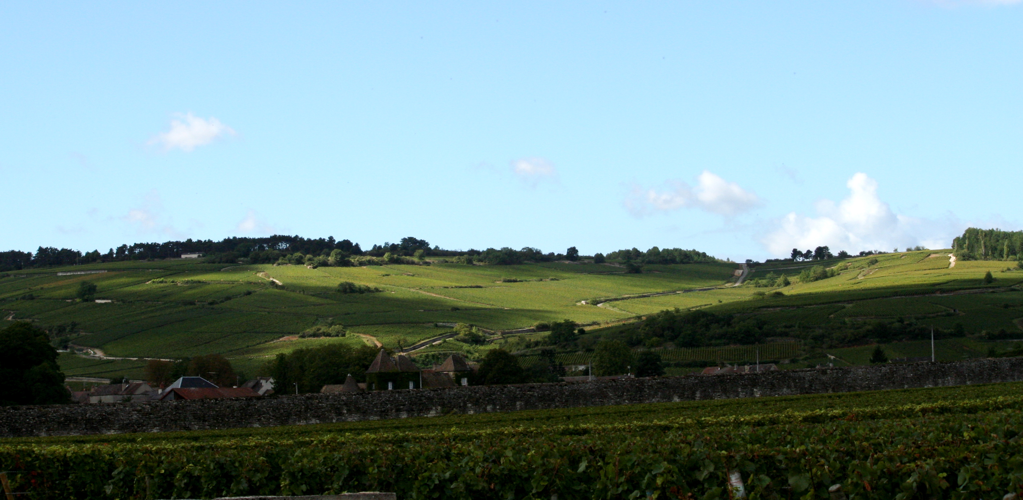 Vignes de la Côte de Beaune en Bourgogne