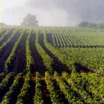Les Hautes-Côtes de Bourgogne : la Bourgogne abordable que les experts s’arrachent en silence