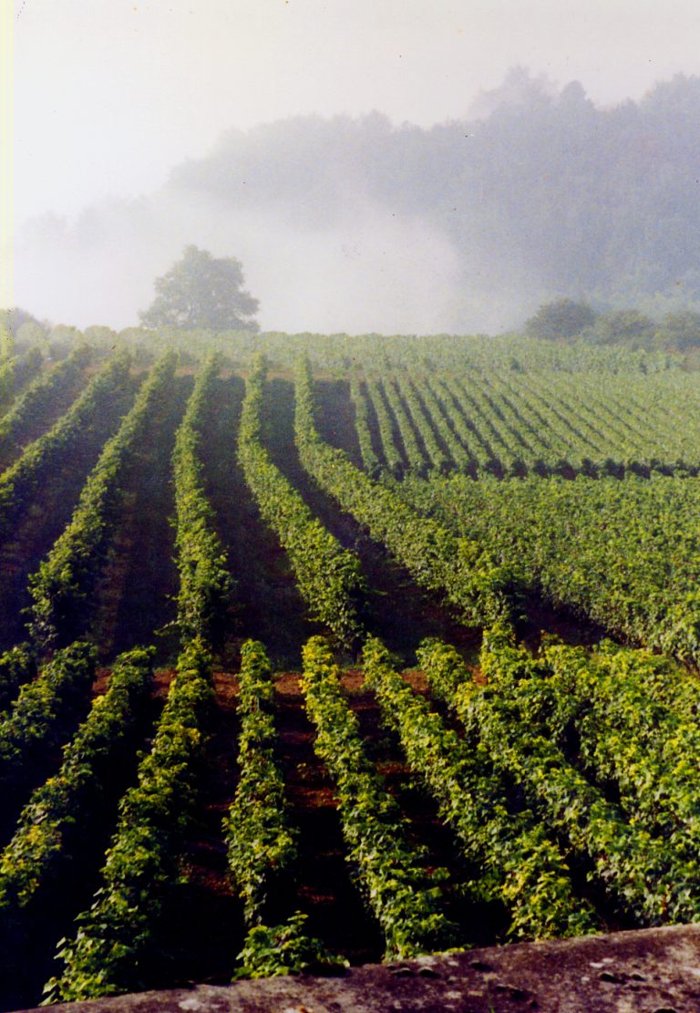 Les Hautes-Côtes de Bourgogne : la Bourgogne abordable que les experts s'arrachent en silence Vignoble Hautes-Côtes de Beaune rangs Pinot Noir