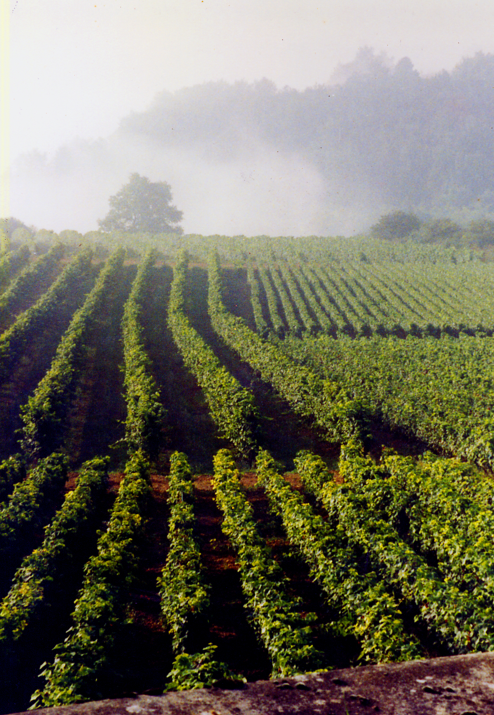 Vignoble Hautes-Côtes de Beaune rangs Pinot Noir