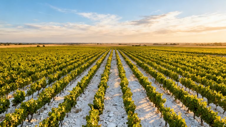 Vignoble dUgni