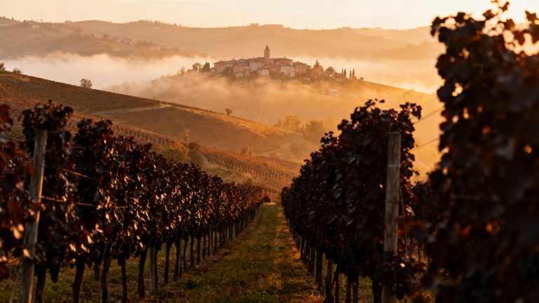 Vignoble Dolcetto collines Langhe Piémont Italie au lever du soleil