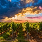 La bombe à retardement de la viticulture : si on revient à une récolte normale en 2026, ce sera une catastrophe