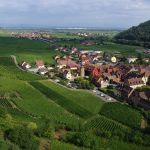 Le scarabée japonais frappe à la porte de nos vignobles : première détection en Bourgogne