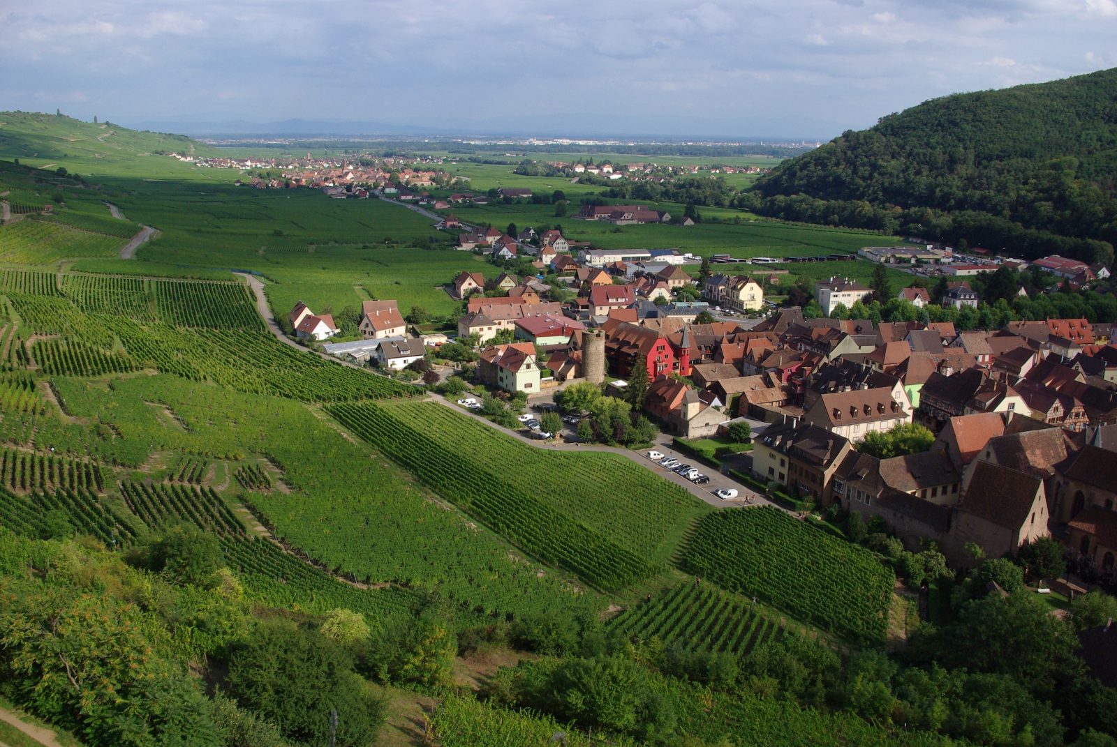 Vignobles de Kaysersberg en Alsace — zone viticole sous surveillance scarabée japonais