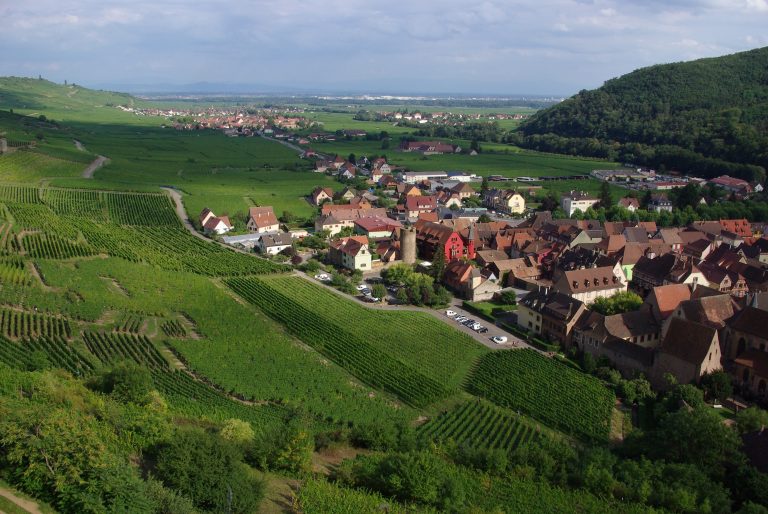 Le scarabée japonais frappe à la porte de nos vignobles : première détection en Bourgogne