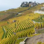 La Suisse veut lier ses quotas d&rsquo;import vin aux acheteurs de raisin local : les négociants s&rsquo;insurgent
