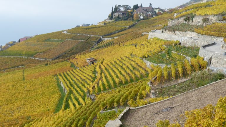 Vignobles en terrasses de Lavaux sur les rives du lac Léman, site UNESCO
