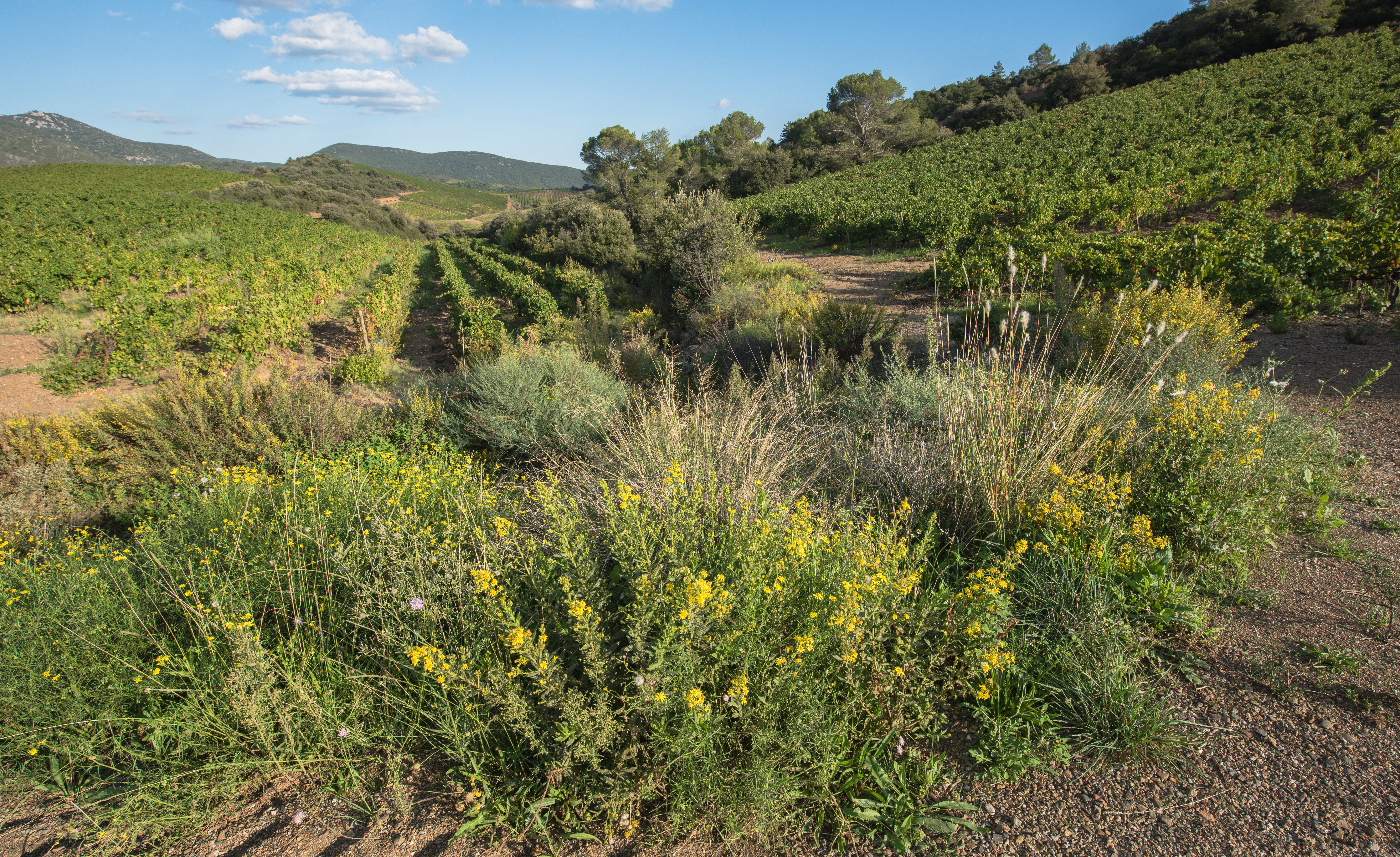 Paysage de vignes à Roquebrun dans la vallée de l'Orb