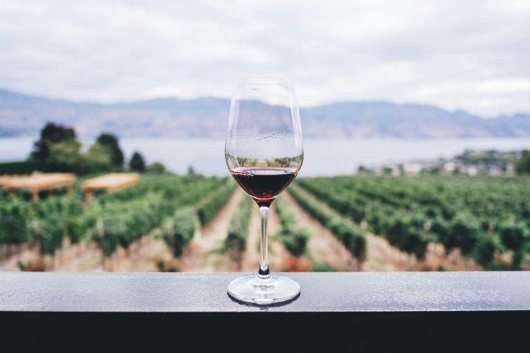 Napa Valley 2023 Cabernet : Decanter note +400 vins à 95 points — palmarès et guide d'achat France Vignoble de Napa Valley avec rangées de vignes, Californie