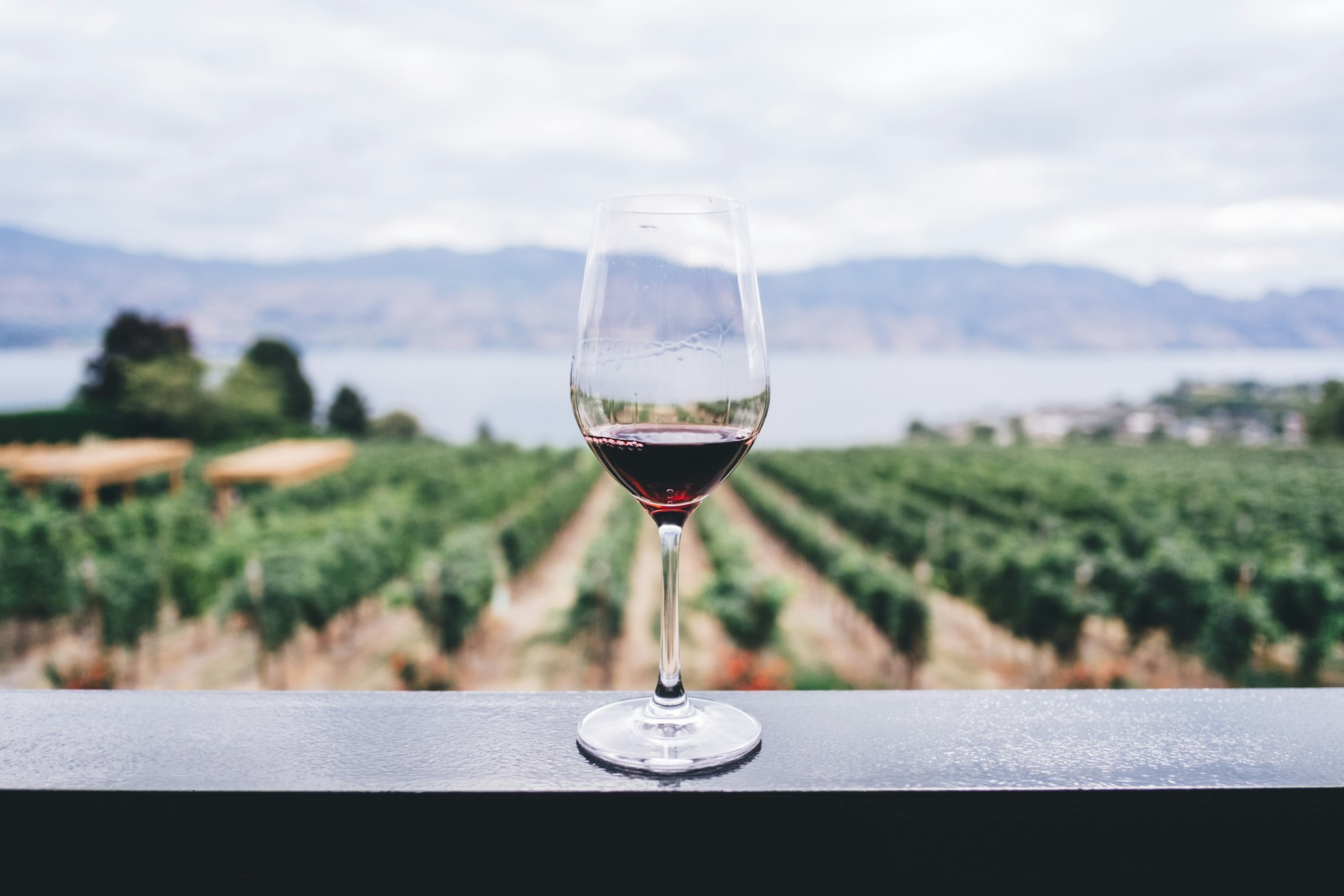 Vignoble de Napa Valley avec rangées de vignes, Californie