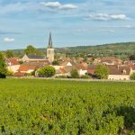 L’Europe dit oui aux cépages génomiques : ce que le règlement NTG change pour le vin
