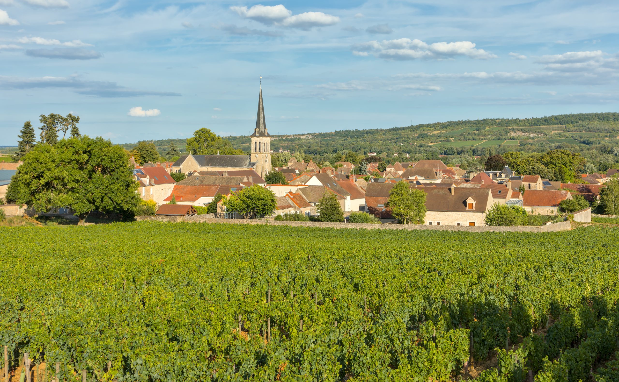Vignoble de Santenay, Bourgogne — les cépages français au cœur des débats sur les nouvelles techniques génomiques (NTG)