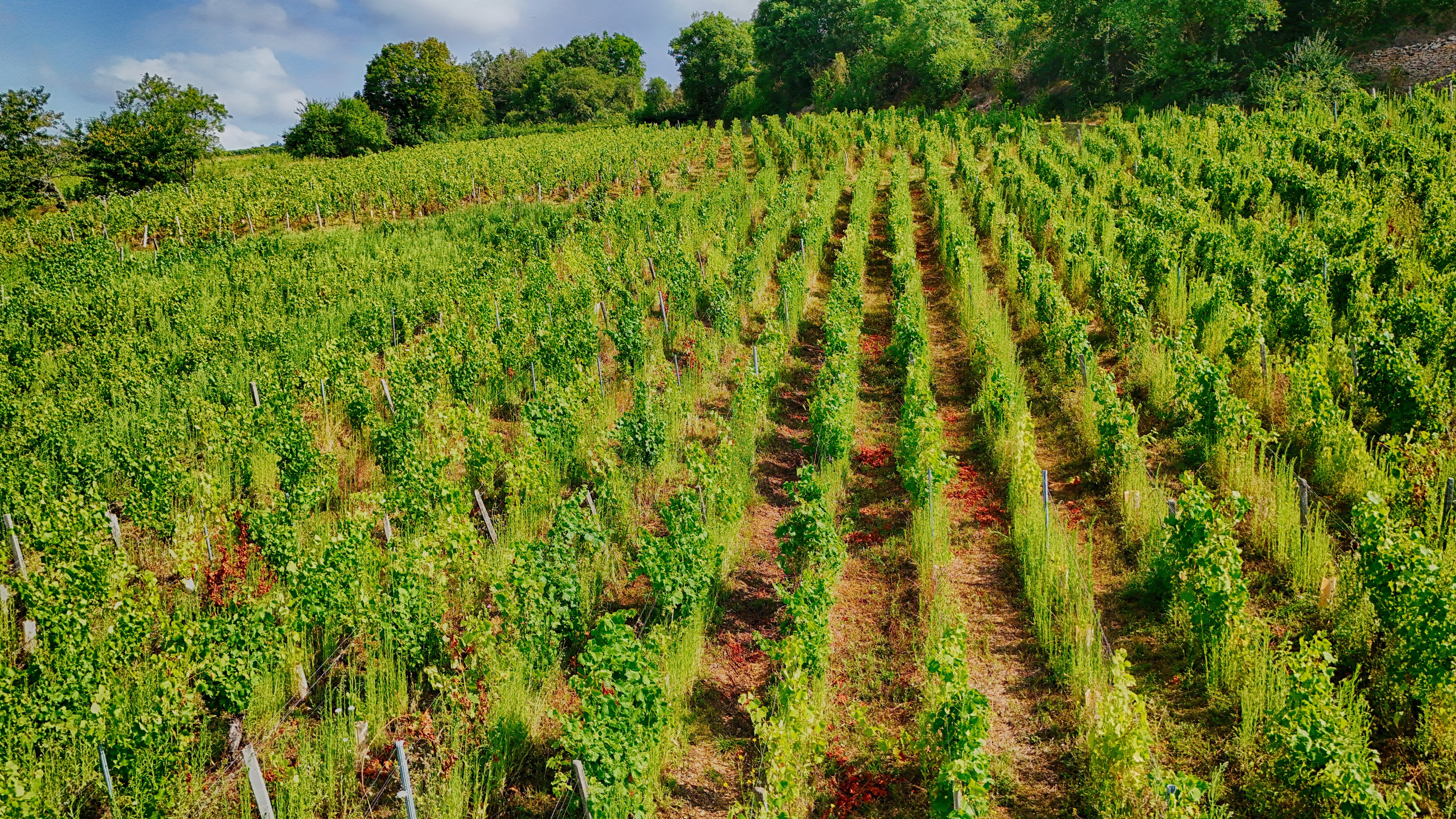 Vieilles vignes en Bourgogne : le patrimoine génétique des cépages français au cœur des débats sur les NTG