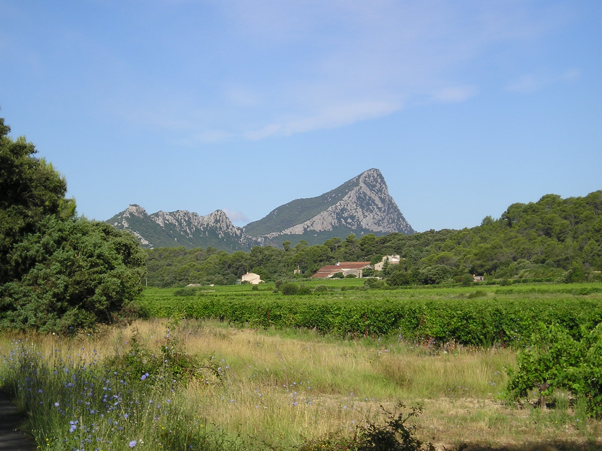 Vignobles du Pic Saint-Loup dans l'Hérault, Languedoc-Roussillon, récompensés au DWWA 2026