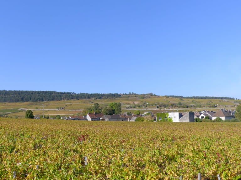 Grêle sur la Côte de Beaune : en 15 minutes, jusqu&rsquo;à 80 % emporté dans certaines parcelles du millésime 2026