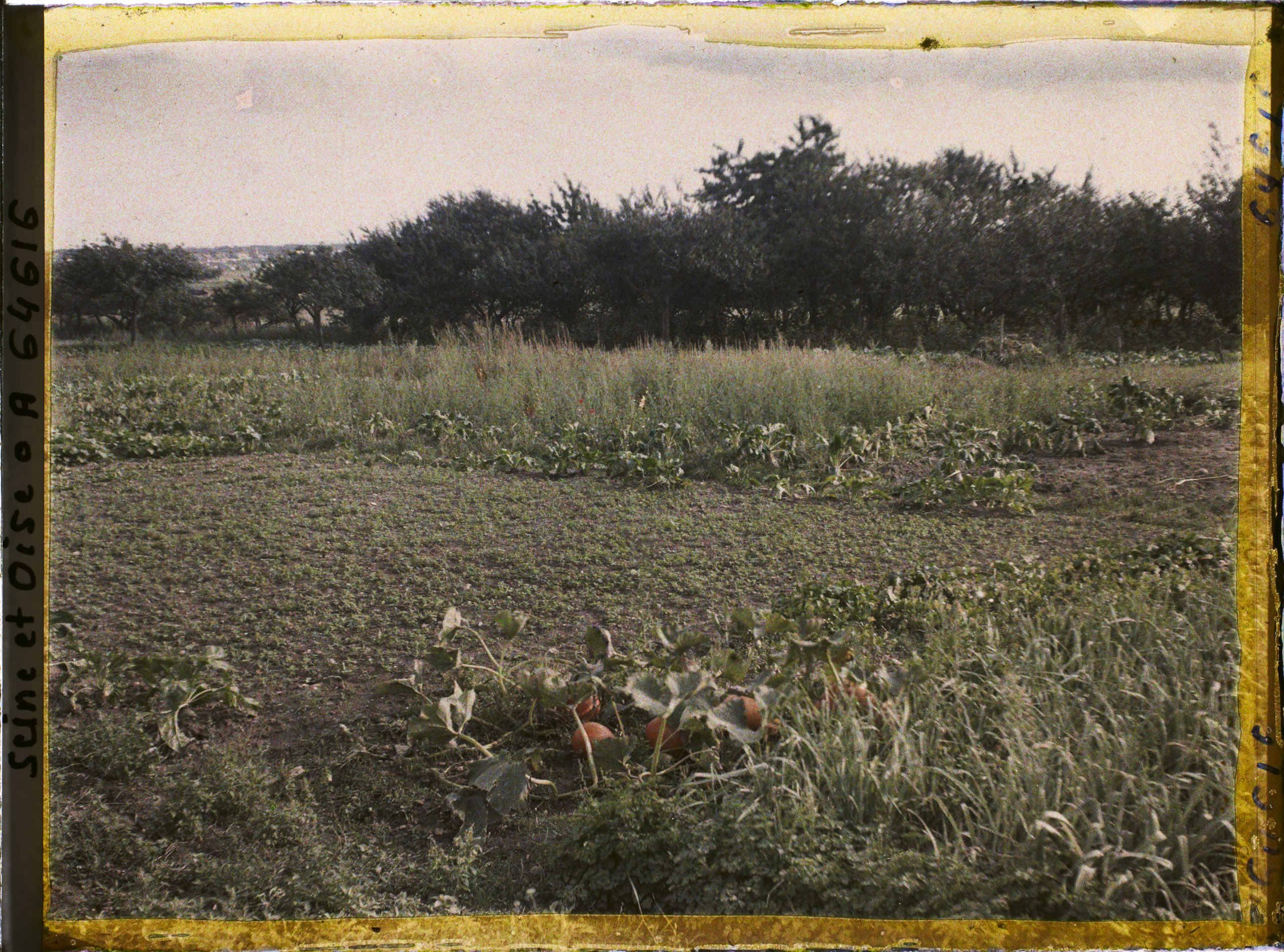 Potager avec courges et légumes anciens variétés diversifiées — diversification agricole