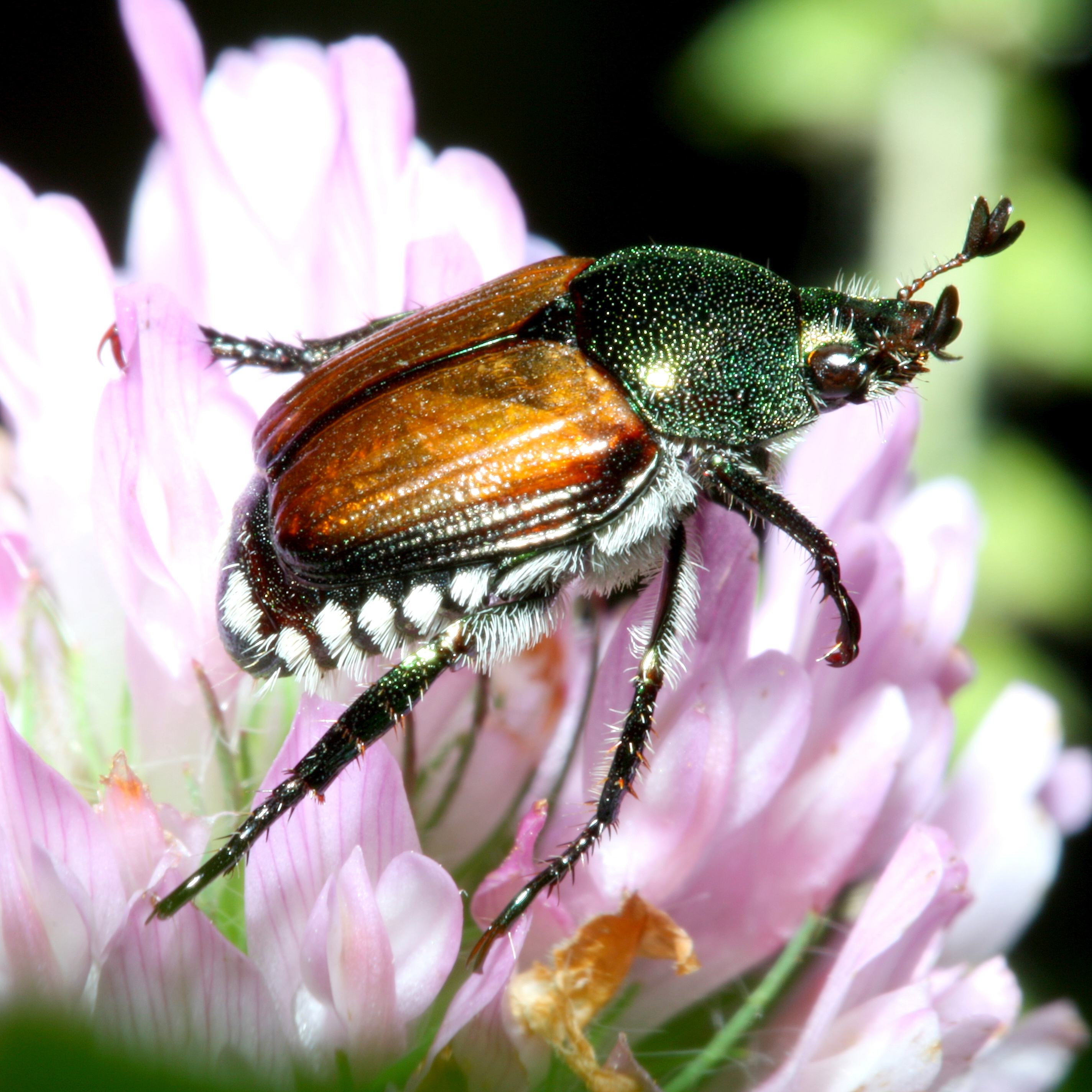 Scarabée japonais Popillia japonica — insecte ravageur menaçant les vignobles français