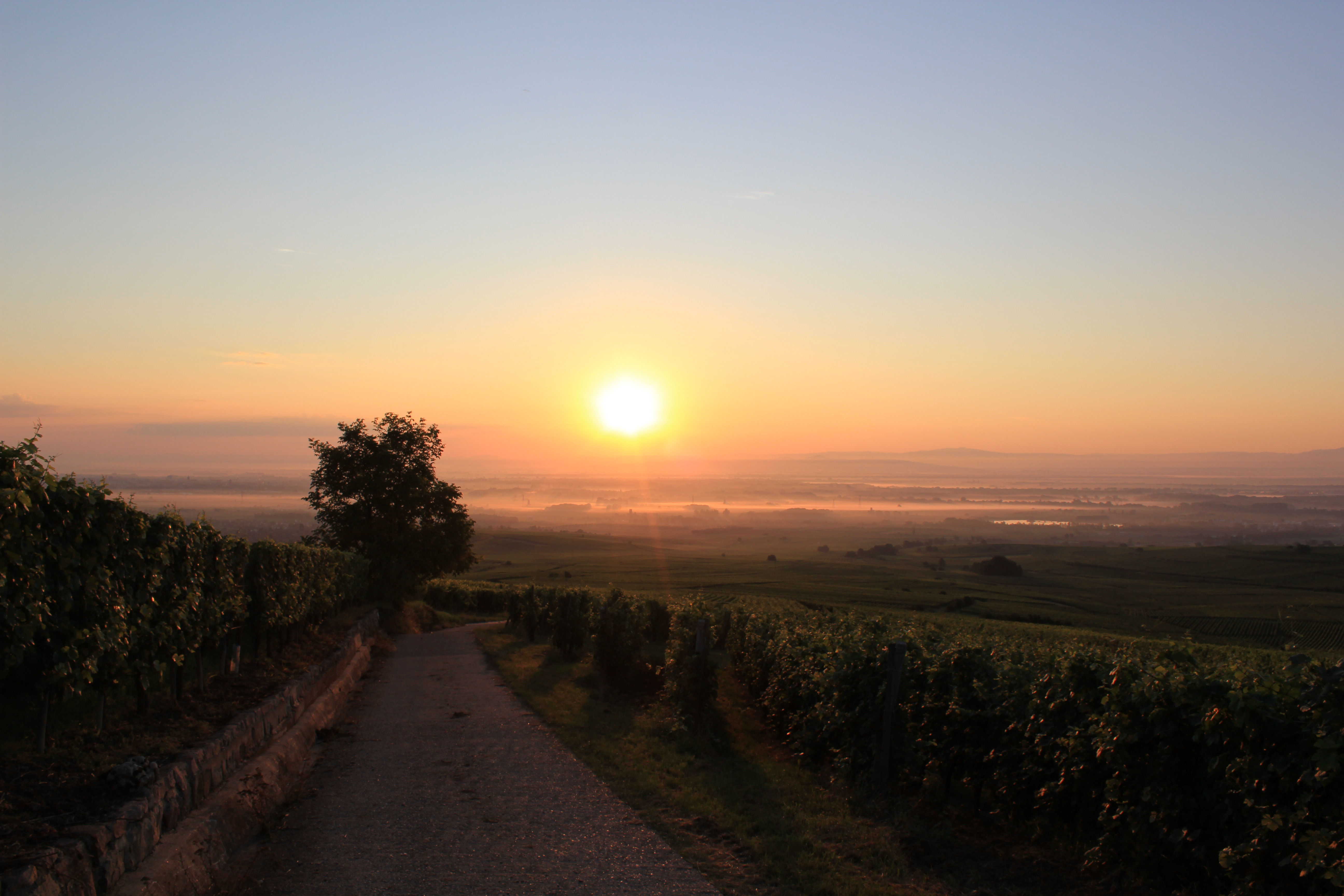 Vignoble alsacien — les appellations alsaciennes face à la menace du scarabée japonais