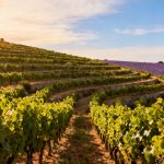 We will rosé you : Queen s&rsquo;associe à une cave provençale et ce n&rsquo;est pas du placement de nom
