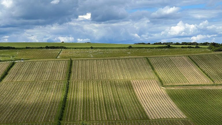 Vignoble de Rathfinny Wine Estate dans le Sussex, Angleterre