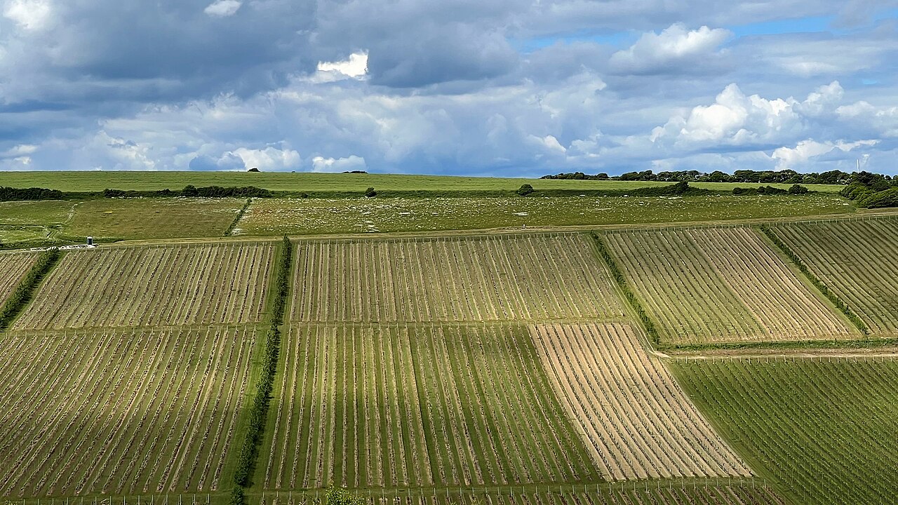 Vignoble de Rathfinny Wine Estate dans le Sussex, Angleterre