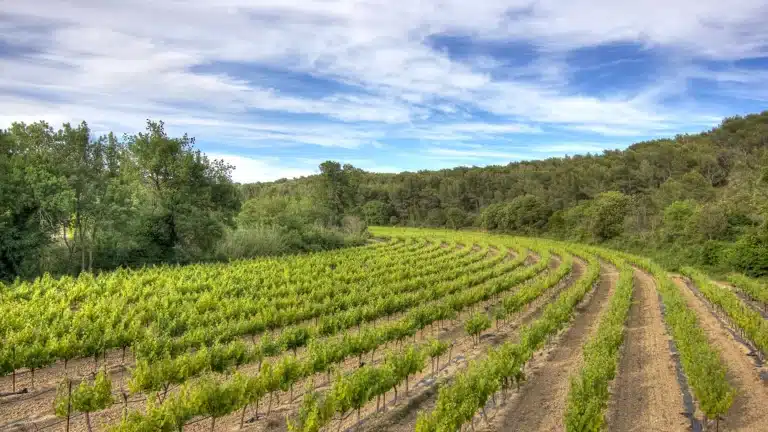 Vignoble de rosé de Provence sous le soleil