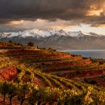 Roussillon 2026 : audits de caves, fusions et sécurité hydrique — la feuille de route pour sauver le 3e vignoble de France